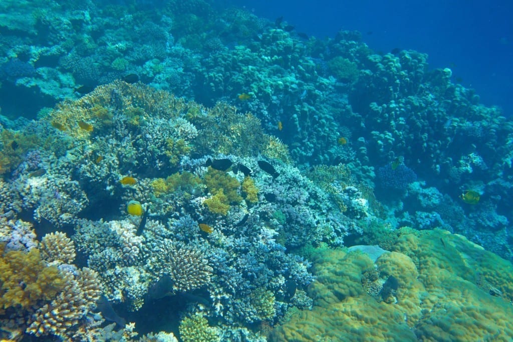  The Sea Diamond Strikes a Reef and Sinks