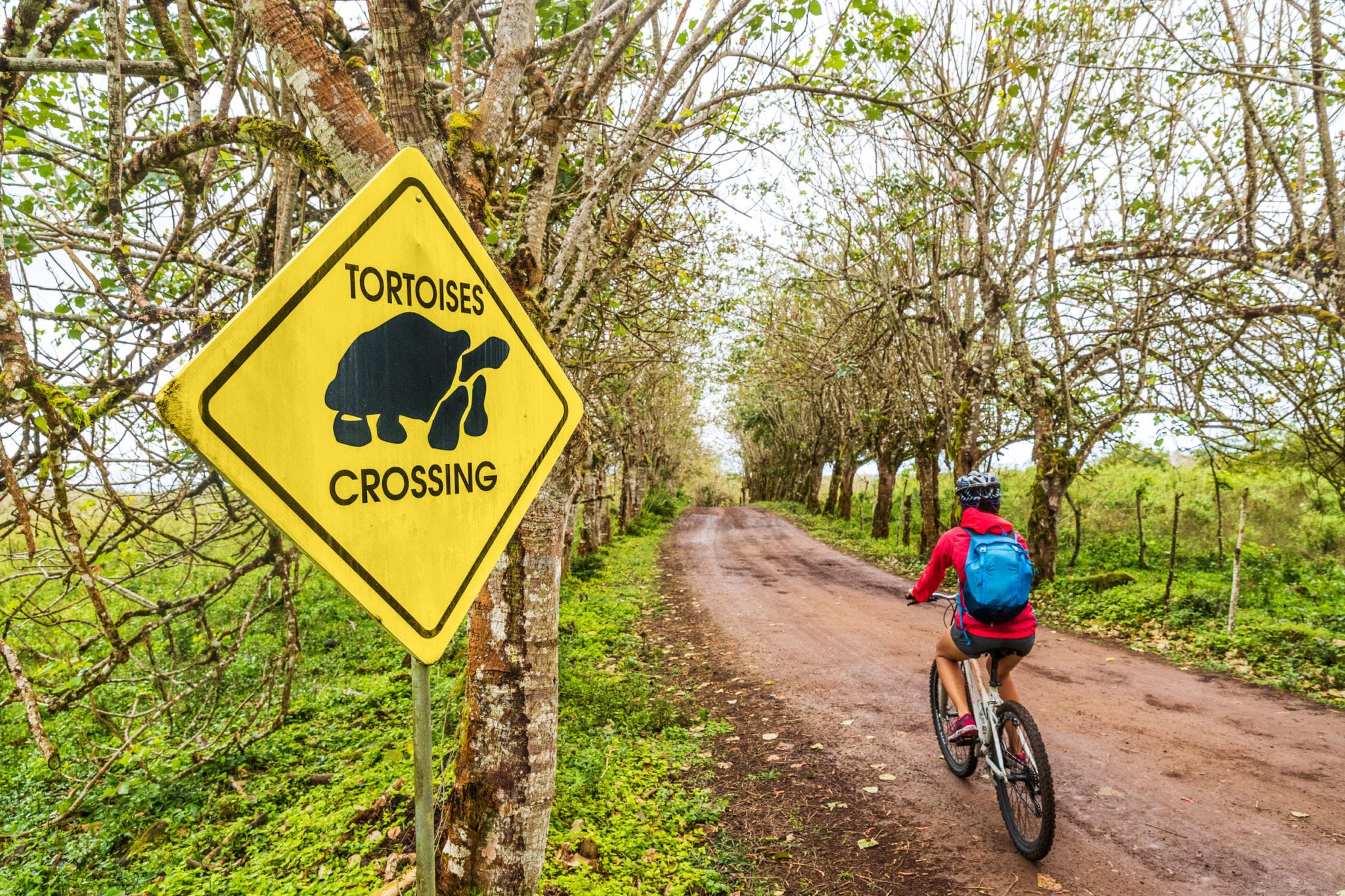 Galapagos Islands Cruises